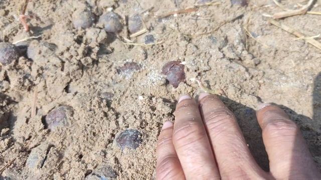 How to grow macadamia nut seeds/macadamia nut plant nursery смотреть онлайн