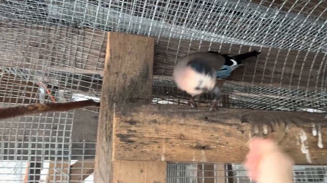 НЕ ВЫПУСКАЕТ МЕНЯ СОЙКА ИЗ ВОЛЬЕРА 😁😂 смотреть онлайн