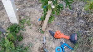 ПРИВИВКА ВИНОГРАДА НА ШЕЛКОВИЦУ. ПОПЫТКА НОМЕР 2