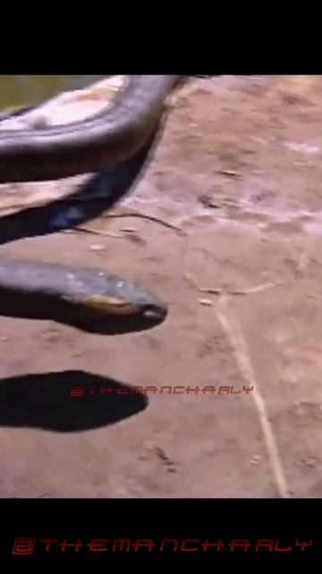 Anaconda | #anaconda #icecube #cine #peliculas #cgi #vfx #animatronics #robots #miedo смотреть онлайн