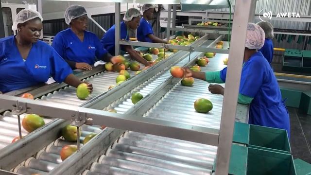 AWETA | Mango sorting & packing line смотреть онлайн