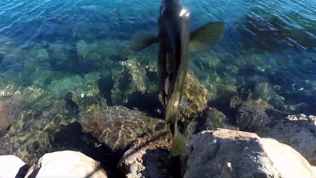 Fishing 🎣 Mission Bay Opaleye and the Game Warden смотреть онлайн