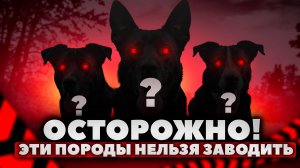Не покупай таких собак! Самые худшие и опасные породы собак