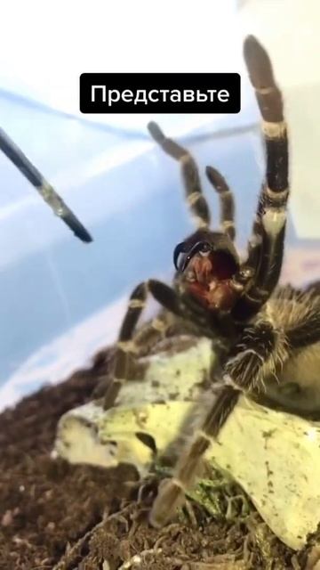 Страшный факт для арахнофобов смотреть онлайн
