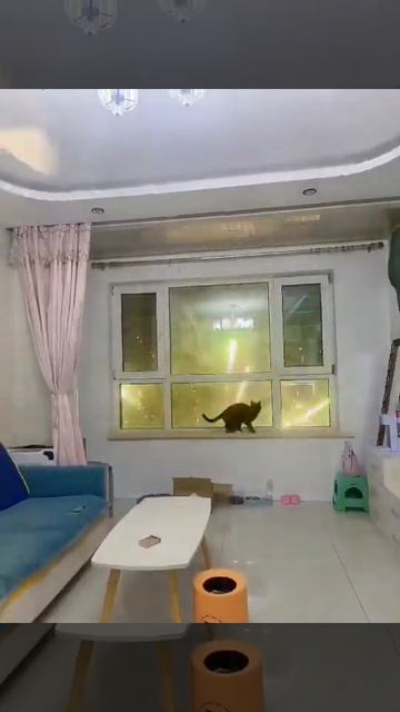 sweet cat смотреть онлайн