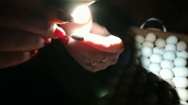 Проверка яиц #яички #цыплятки смотреть онлайн