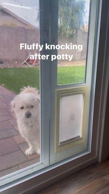 Smart Dog, Knocking after potty - Maltipoo #furbaby #smartdog смотреть онлайн