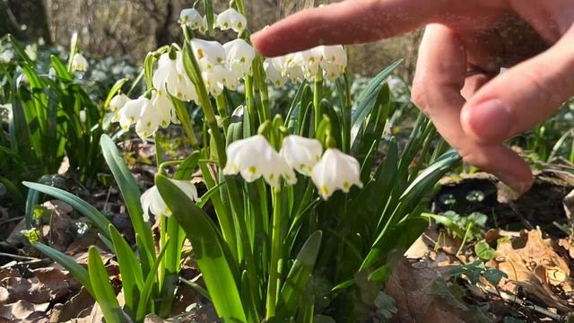 Першоцвіти і весняний ліс. ВИ ЩЕ ТАКОГО НЕ БАЧИЛИ! смотреть онлайн