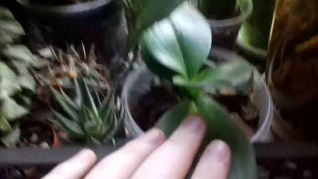 Мои новинки комнатных растений в декабре! смотреть онлайн