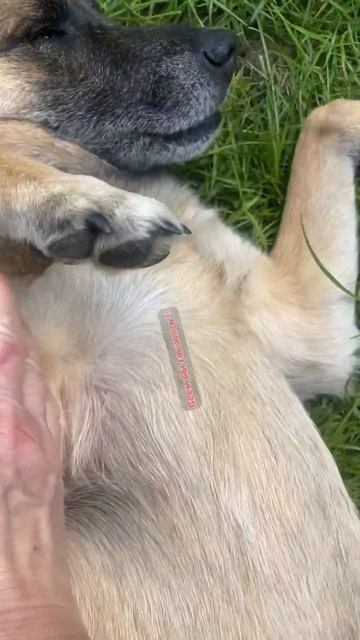 Султан Джек #деревенскаяжизнь #собаки #семья #dog #дом смотреть онлайн