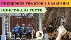 Пикировка томатов в балаганы 2025. Хроники 15 апреля.