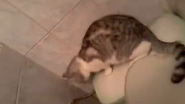 Кот смотреть онлайн