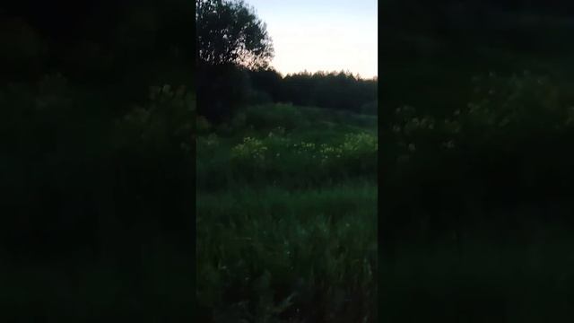 лес вечером...,звуки леса, птиц..полевые цветы.. summer evening in the forest, sounds of the forest смотреть онлайн