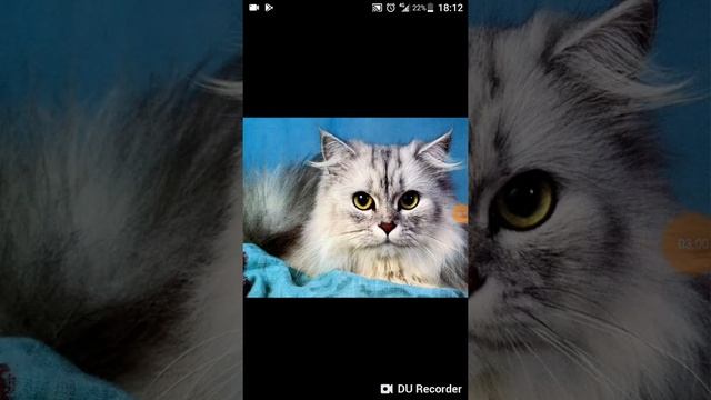 🐱Самые милые кошки в мире.