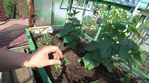 Почему огурцы сбрасывают завязь?