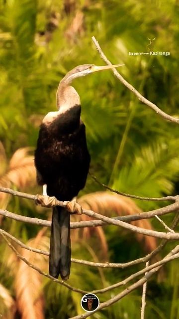 Darter Bird fishing underwater смотреть онлайн