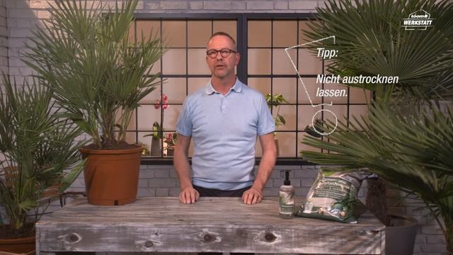 toom Pflanzentipps: Palme | toom Baumarkt смотреть онлайн