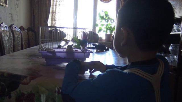 В Гостях у Шаконая / Хомяки Люси и Златан.