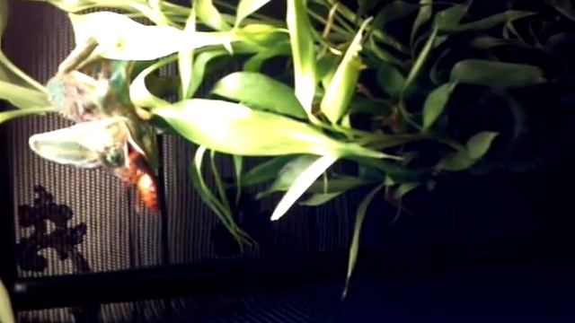 Our new Veiled Chameleon! смотреть онлайн