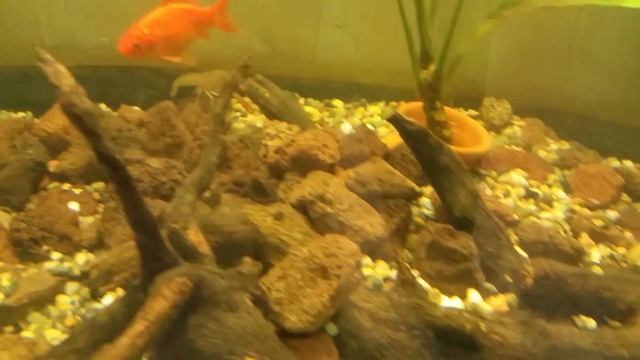 Gamberetti d'acqua dolce (procambarus clarkii ) смотреть онлайн