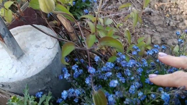 пару апрельских дней. первый клематис распустился