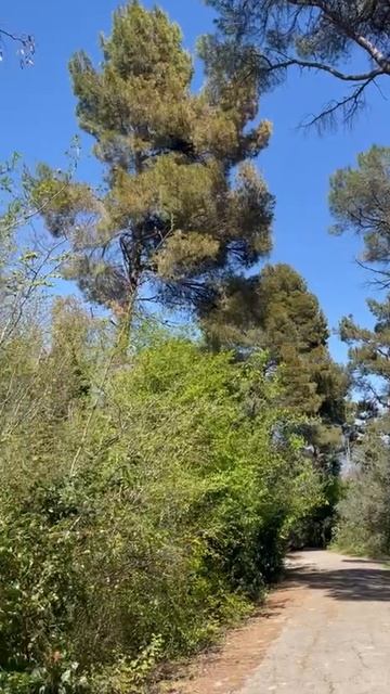 Ливадийский парк 💖💖💖 смотреть онлайн