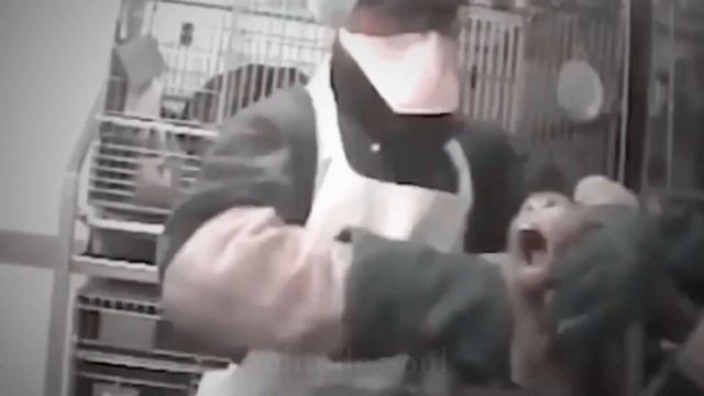 save Ralph || stop animal testing ⚠️ смотреть онлайн