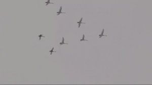 Иосиф Кобзон - Летят перелетные птицы - Песни о войне (Героям ВОВ и СВО посвящается)