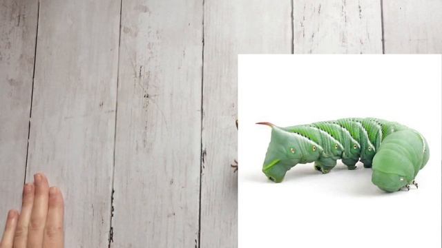 The 5 Healthiest Feeder Insects For Leopard Geckos