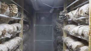 A Week In The Grow Room Time Lapse
