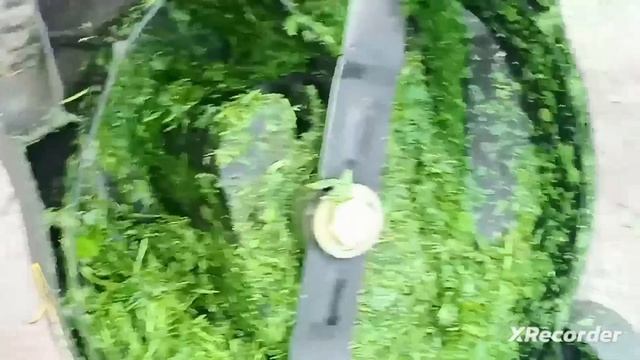 Дача. Битва с газоном. Страшный зверь в хозяйстве! смотреть онлайн