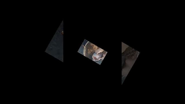 Рыба копчёная,тает во рту смотреть онлайн