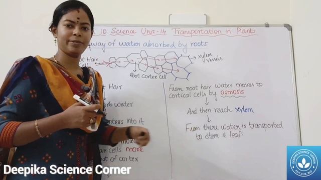 Root Hair, Pathway of water absorbed by roots and Types of Movement of water into Root Cells смотреть онлайн