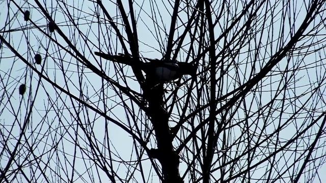 ВТОРОЕ  ГНЕЗДО