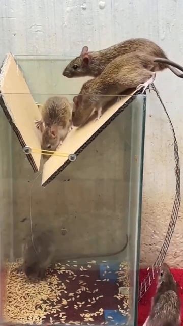 Mouse Trap Creator #mousetrap #rat #rattrap #shorts