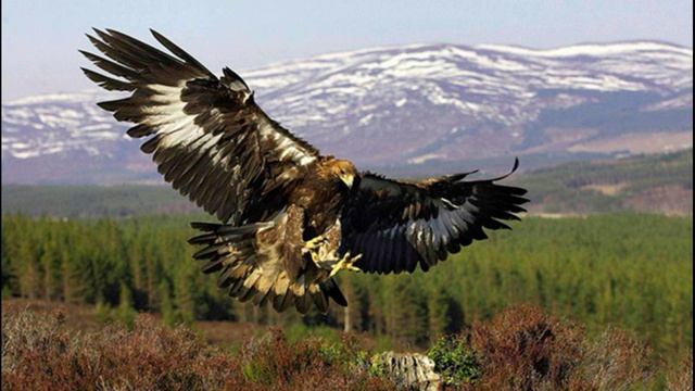 Нужно ли охранять животных? смотреть онлайн