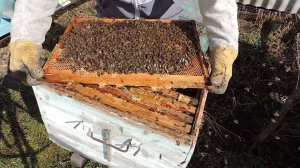 Весенняя ревизия пчелосемей.Подготовка к сезону . Ставим кормушки.