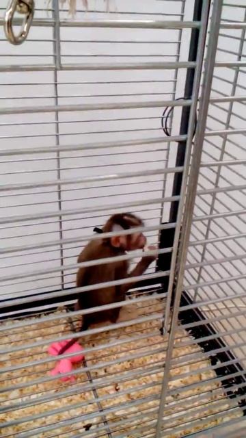 Макака. Люся смотреть онлайн