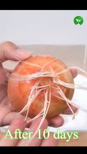 How To Grow Onions At Home #garden #trending #shorts смотреть онлайн