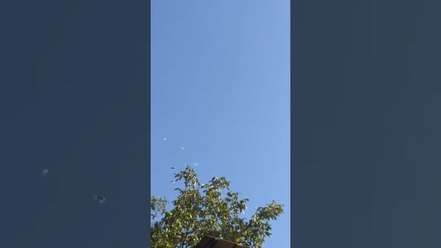 Бойные голуби Казахстана