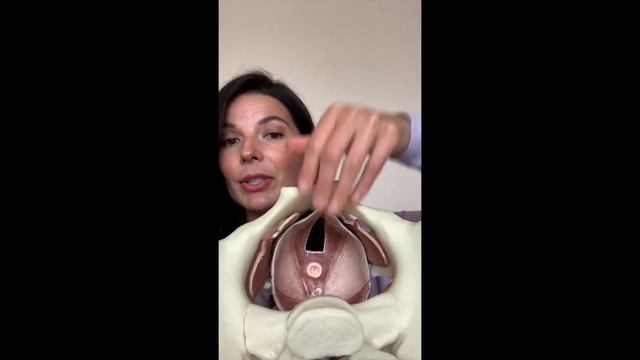 Pelvic Floor Toning Mini Course: Day 1 - Discover Your Pelvic Floor Anatomy смотреть онлайн