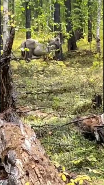 В Якутии жеребенок привел людей к мертвой лошади, которая могла быть его матерью смотреть онлайн