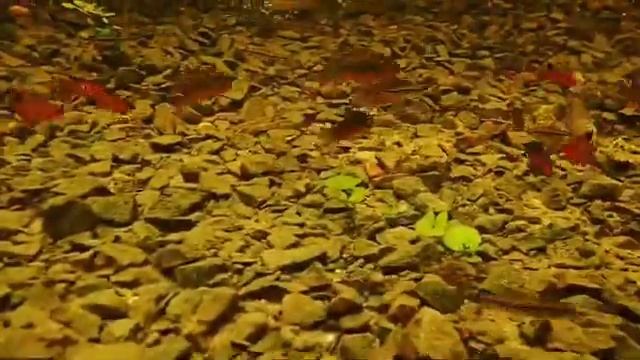 Hyphessobrycon Megalopterus Tetra смотреть онлайн