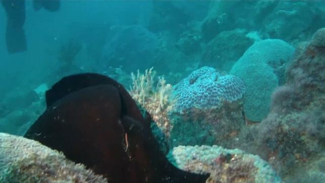 Aplysia En Mochima.. Avistada En Guaiga Pared Sur... Paq. Mochima