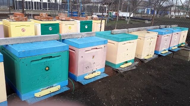 Борьба с Варроа-Диструктором и ошибки прошлого сезона !!! смотреть онлайн