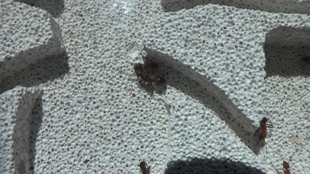 Queen truncorum смотреть онлайн