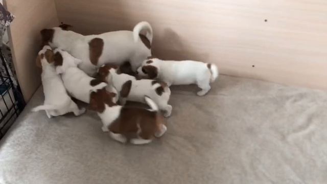 Щенки Джек Рассел играют со взрослым Джек Расселом смотреть онлайн