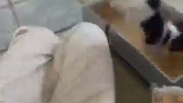 Допрыгалась собачка Юмор! Прикол! Смех смотреть онлайн