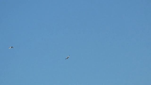 Голуби все дома смотреть онлайн