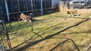 Щенки Американской Акиты гуляют.